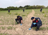 Manisa'da Misir Tarlasina Ekilen Kenevirler Ele Geçirildi