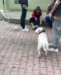 Kagithane'de Mezarlikta Basibos Bir Köpek 12 Yasindaki Çocugu Isirdi