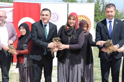 Burdur'da Üretici Kadinlara 60 Bin Çilek Fidesi Dagitildi