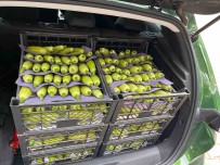 Bursa'da Üretilen Kabak Çiftçinin Yüzünü Güldürdü