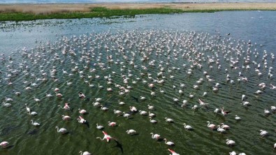Flamingolar Bu Yil Da Eber Gölü'nde Geçici Olarak Konakladi