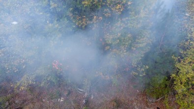 Sinop'ta Çikan Yanginda 5 Dönüm Arazi Zarar Gördü