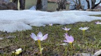 Karliova'da Kardelenler Çiçek Açti Haberi