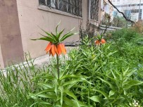 Koparmanin 244 Bin 315 Lira Cezasi Olan Ters Lale Eskisehir'de Bir Evin Bahçesinde Görüldü