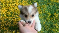 Çiçekler Arasinda Oynayan Sevimli Köpeklerin Halleri Gülümsetti Haberi