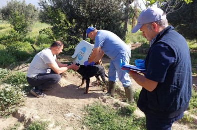 Kuyucak'ta Kedi Ve Köpeklere Kuduz Asisi Yapildi