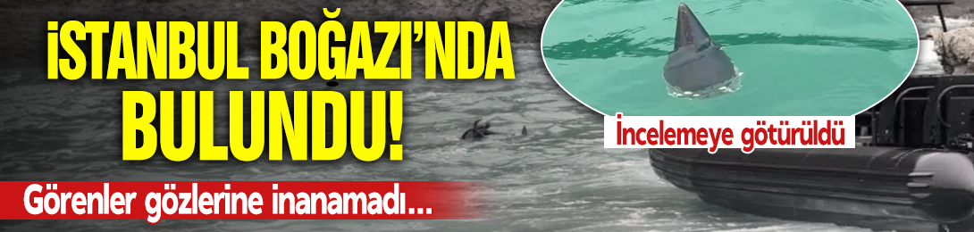 Beykoz'da bulundu, görenler gözlerine inanamadı! İstanbul Boğazı'nda hareketli anlar