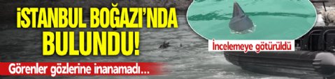 Beykoz'da bulundu, görenler gözlerine inanamadı! İstanbul Boğazı'nda hareketli anlar