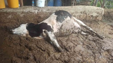 Gediz'de Elektrik Akimina Kapilan 3 Büyükbas Hayvan Telef Oldu