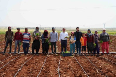 Zor Sartlarda Çalisan Çiftçiler, 1 Mayis'ta Tarlalarini Bos Birakmadi