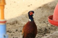 Erbaa Belediyesi, Kene Hastaliklarina Karsi Keklik Ve Sülün Yetistiriyor