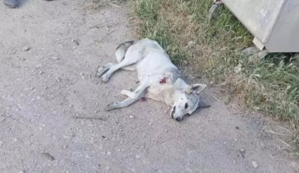 Şanlıurfa'da köpek dehşeti! Çocuğa saldırdı