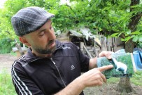 Amasya'da Kurtlar Sürüye Saldirdi Açiklamasi 19 Koyun Telef, 11 Kayip
