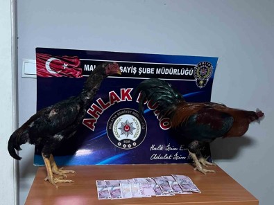 Malatya'da Horoz Dövüstürenlere Rekor Ceza