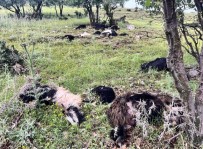 Uludere'de Yildirim Düstü, 5 Keçi Telef Oldu