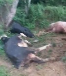 Yildirimin Düstügü Çelikhan'da 5 Hayvan Telef Oldu