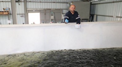 2700 rakımda kaynak buldular: Yılda 5 milyon alabalık yavrusu üretiyorlar