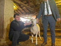 Eskisehir'de Kurbanlik Küçükbas Fiyati 10 Bin Ile 25 Bin Lira Arasinda Degisiyor