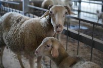 (Özel) Balikesir'in Kurbanliklari En Çok Istanbul'dan Alici Buluyor