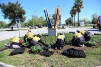 Samsun 500 Bin Kadife Çiçegi Ile Renklendirildi