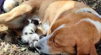 Ayvacik'ta Annesinin Terk Ettigi Yavru Kediye, Köpek Annelik Yapiyor