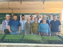 Bozdogan'da Üreticilere Tursuluk Fide Dagitildi