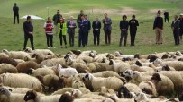 Van Valisi Koyunlarla Kuzularin Renkli Bulusmasini Izledi
