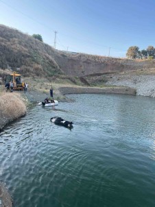 Gölete Düserek Telef Olan Inek, 4 Saat Süren Çalismayla Sudan Çikarildi