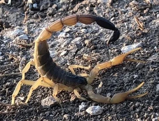 ABD'li profesörün hedefi Mardin akrebiymiş! Soruşturmada dikkat çeken detaylar