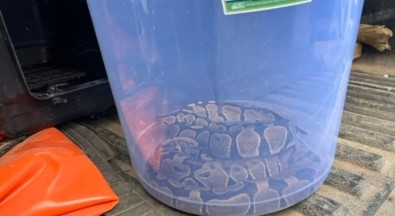 Evinde Izinsiz Kraliyet Pitonu Besliyordu Açiklamasi 25 Bin Lira Ceza Kesildi