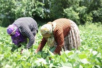 Hasadi Baslayan Taze Fasulye Tarlada 50 TL'ye Satiliyor