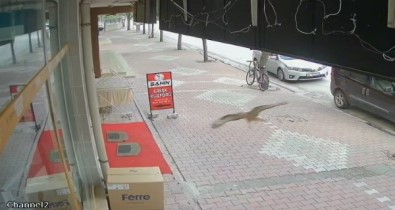 Bu Sefer Kontrolden Çikan Araç Degil, Kus Oldu