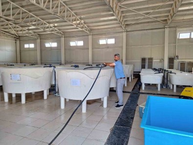 Elazig'da Su Ürünleri Ar-Ge Merkezi'nde Üretim Çalismalari Sürüyor