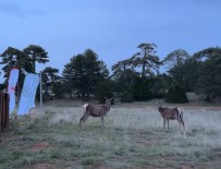 Salda Gölü Kenarina 4 Kizil Geyik Daha Birakildi