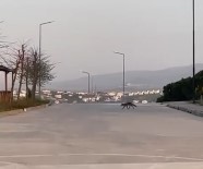 Sokak Kedisi Mamasini Yemek Isteyen Tilkiye Izin Vermedi