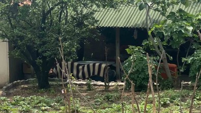 Tokat'ta Patlamada Yaralananlarin Hayati Tehlikeleri Bulunmuyor