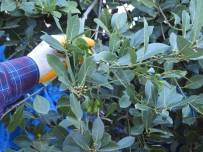 Denizli'nin Defne Kokusu ABD Ve Avrupa Restoranlarina Yayiliyor