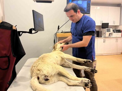 Hayvanseverlerden Yerel Yönetimlere 'Yetersiz Hizmet' Tepkisi