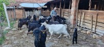 Keçilerini Otlatirken Siir Yazip, Türkü Besteliyor