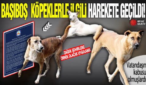 Kocaeli Valiliği'nden emsal karar: Vatandaşın kabusu olan başıboş köpeklerle ilgili harekete geçildi