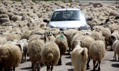 Koyun Sürüsü Karayoluna Çikti, Sürücüler Sasti