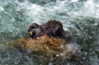 Nesli Tükenmekte Olan Su Samuru Uzun Zaman Sonra Çoruh'ta Yeniden Görüldü