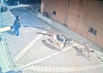 Basibos Köpekler Kiz Ögrenciye Saldirdi