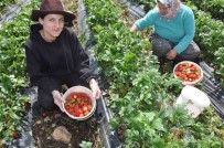 Devlet Destegiyle Kurulan Çilek Bahçeleri Yüzlerce Kadina Is Olanagi Sagliyor