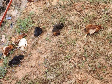 Gazipasa'da Kümese Giren Sansar Tavuklari Telef Etti