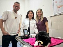 OMÜ Hayvan Hastanesinde 'Düsük Doz Lazer Tedavi' Hizmeti