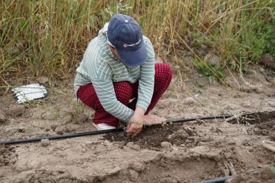 Osmaniye'de 'Yerli Yerinde Biberiye Projesi' Hayata Geçirildi