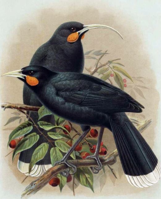 Altın yanında sönük kalıyor! O tüyün gramı 5 bin dolar ediyor…