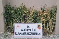 Akhisar'da 222 Kök Hashas Ele Geçirildi
