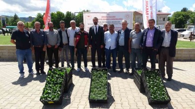 Bingöl'de Çiftçiye 390 Bin Fide Dagitildi